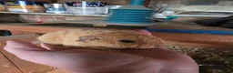 Guinea Pig rodents for sale: Various Guniea pigs - Advert 4