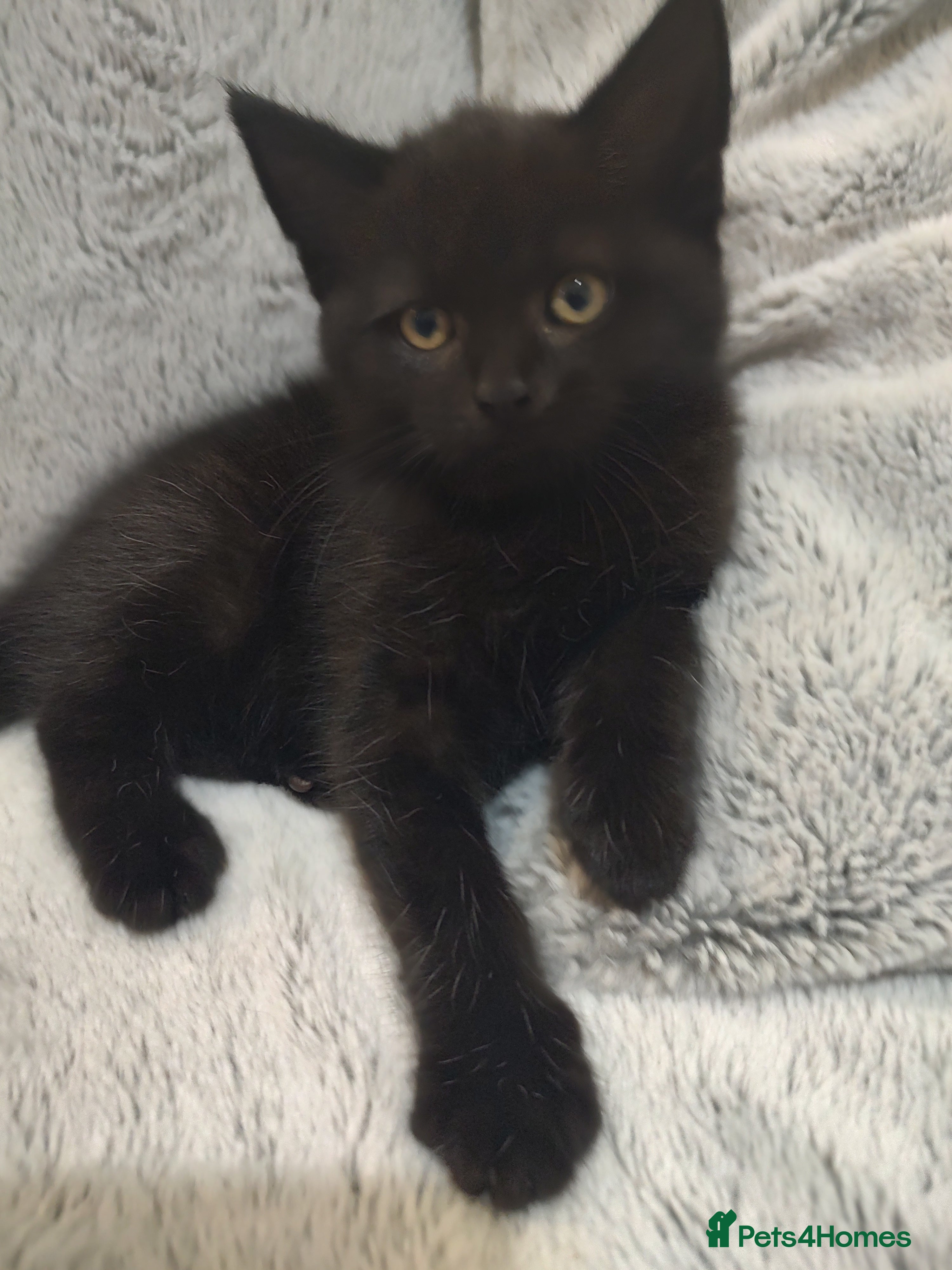 Mixed Breed cats Beautiful 2 litters of kittens available - Advert 2