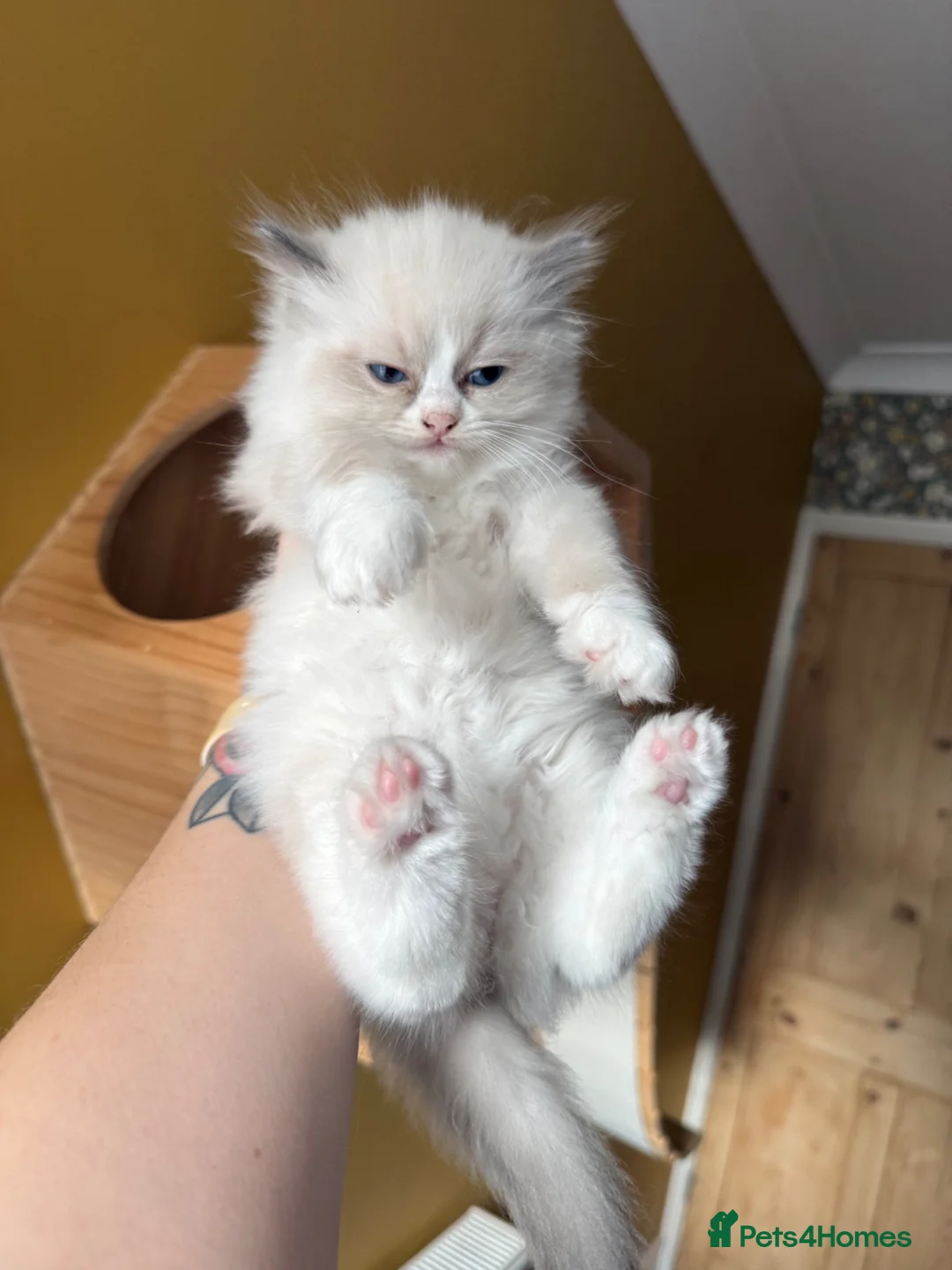 Ragdoll cats for sale: Beautiful ragdoll female  - Advert 4
