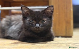 Mixed Breed cats for sale: 2 beautiful female kittens for sale - Image 15