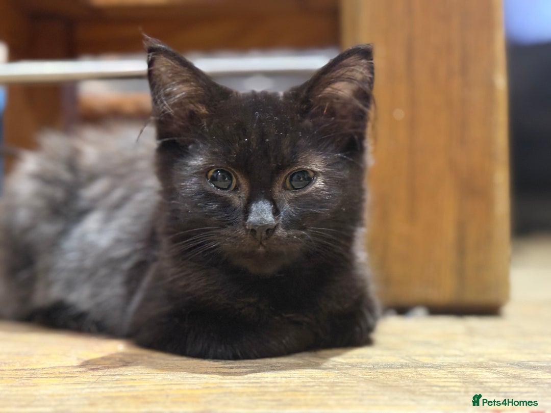 Mixed Breed cats for sale: 2 beautiful female kittens for sale - Image 15