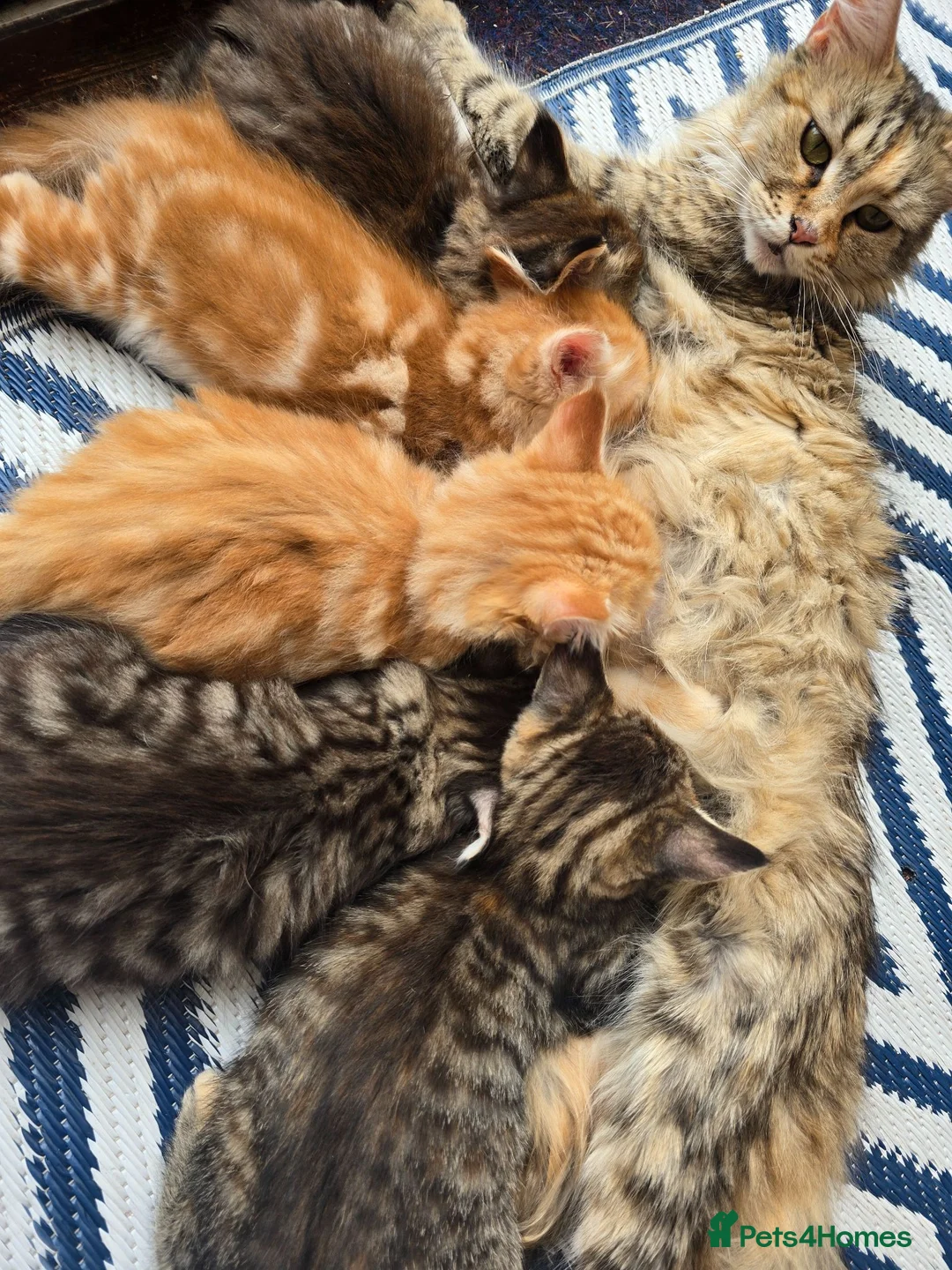 Maine Coon cats for sale: Beautiful Maine coon x - Advert 24