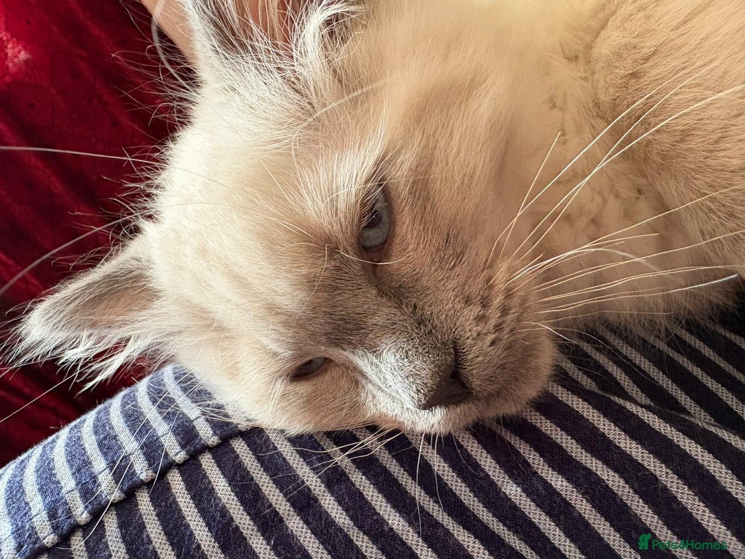 Ragdoll cats for sale: Male ragdoll kitten for sale-500 - Image 5