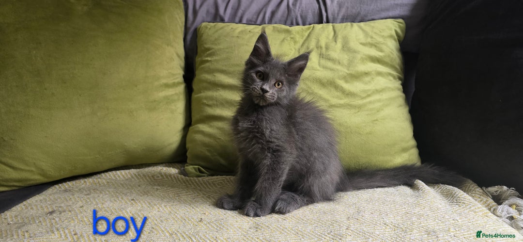 Maine Coon cats for sale: Maine Coon Kittens ready to leave home  - Image 16
