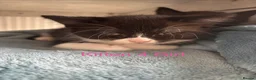 British Shorthair cats for sale: Mixed British short hair kittens  in Wigan - Advert 5