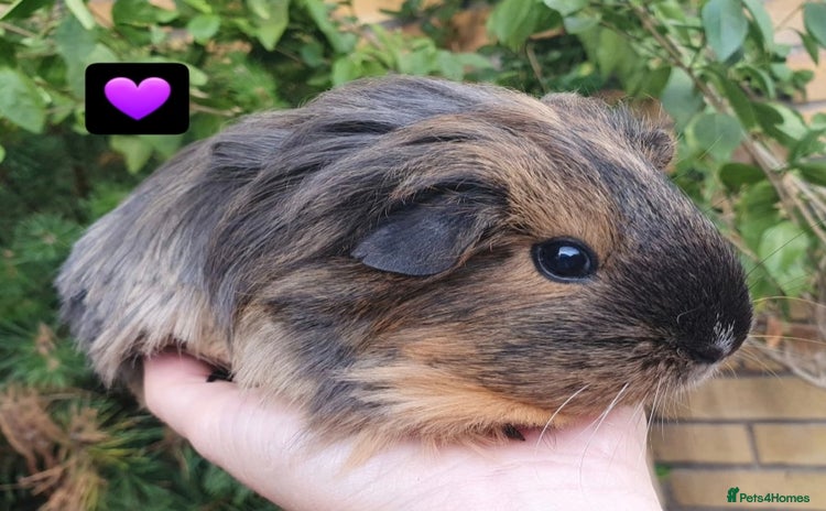 Guinea Pig rodents Beautiful guinea pigs  - Advert 18