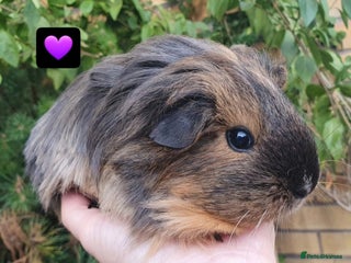 Guinea Pig rodents Beautiful guinea pigs - Advert 12
