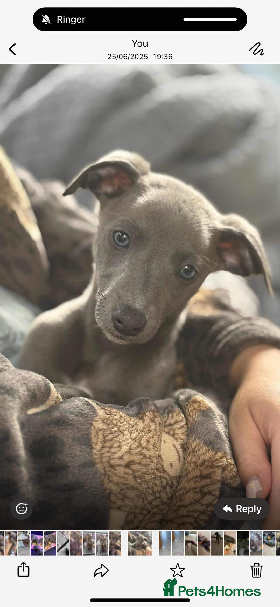 Whippet dogs for sale: Whippet x Italian Greyhound Puppies in Accrington - Image 38