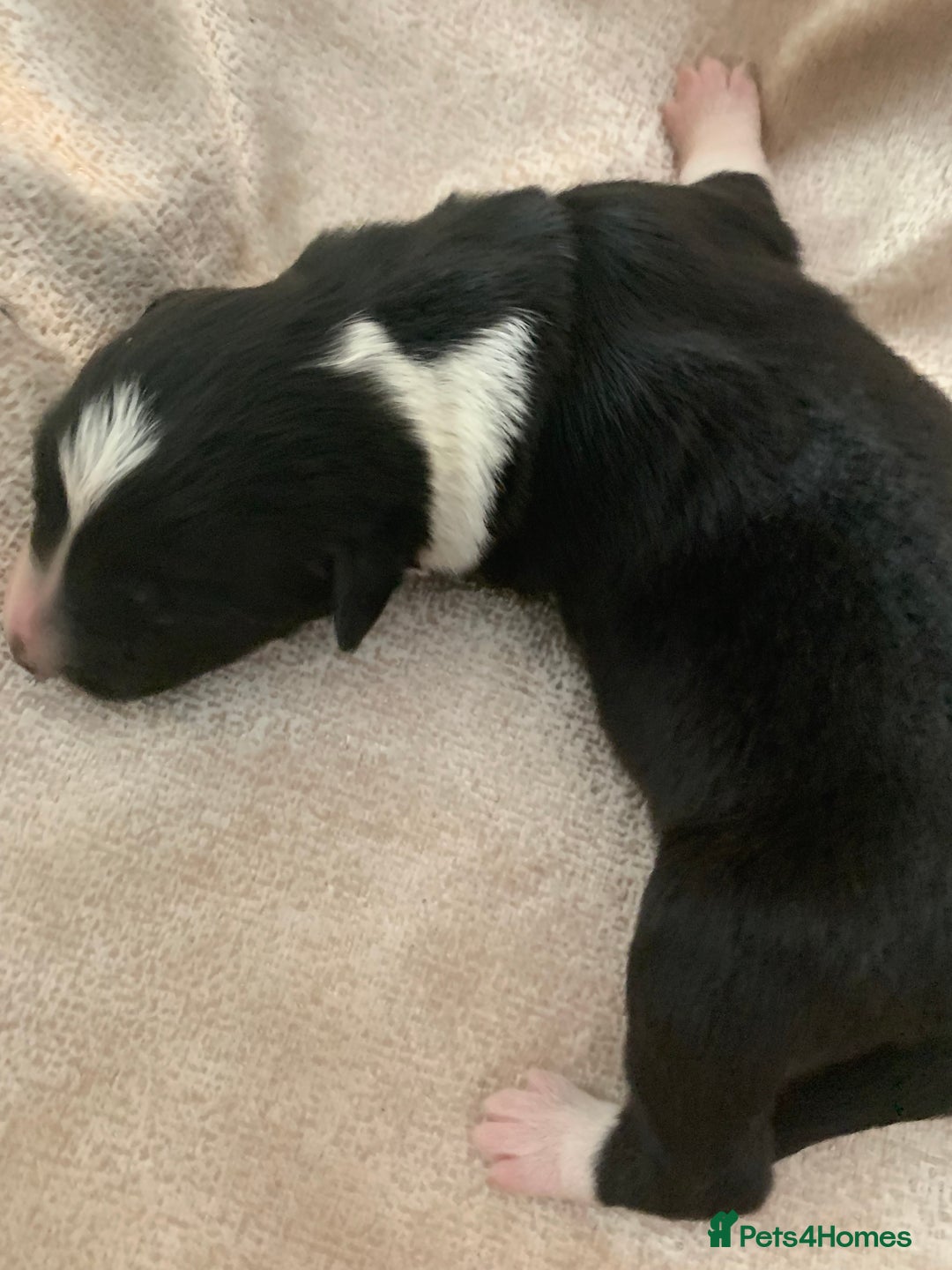 Border Collie dogs for sale: Pure Border Collie pups  - Advert 1
