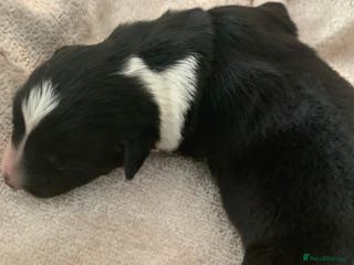 Border Collie dogs Pure Border Collie pups - Advert 2