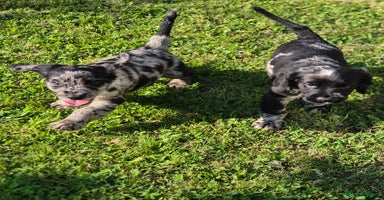 Cocker Spaniel dogs - Advert 4