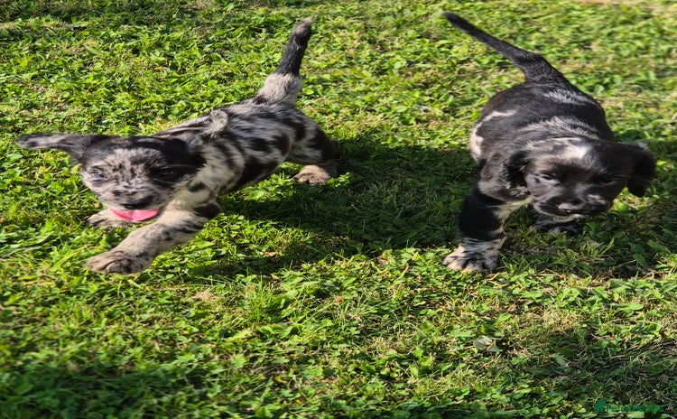 Cocker Spaniel dogs - Advert 3
