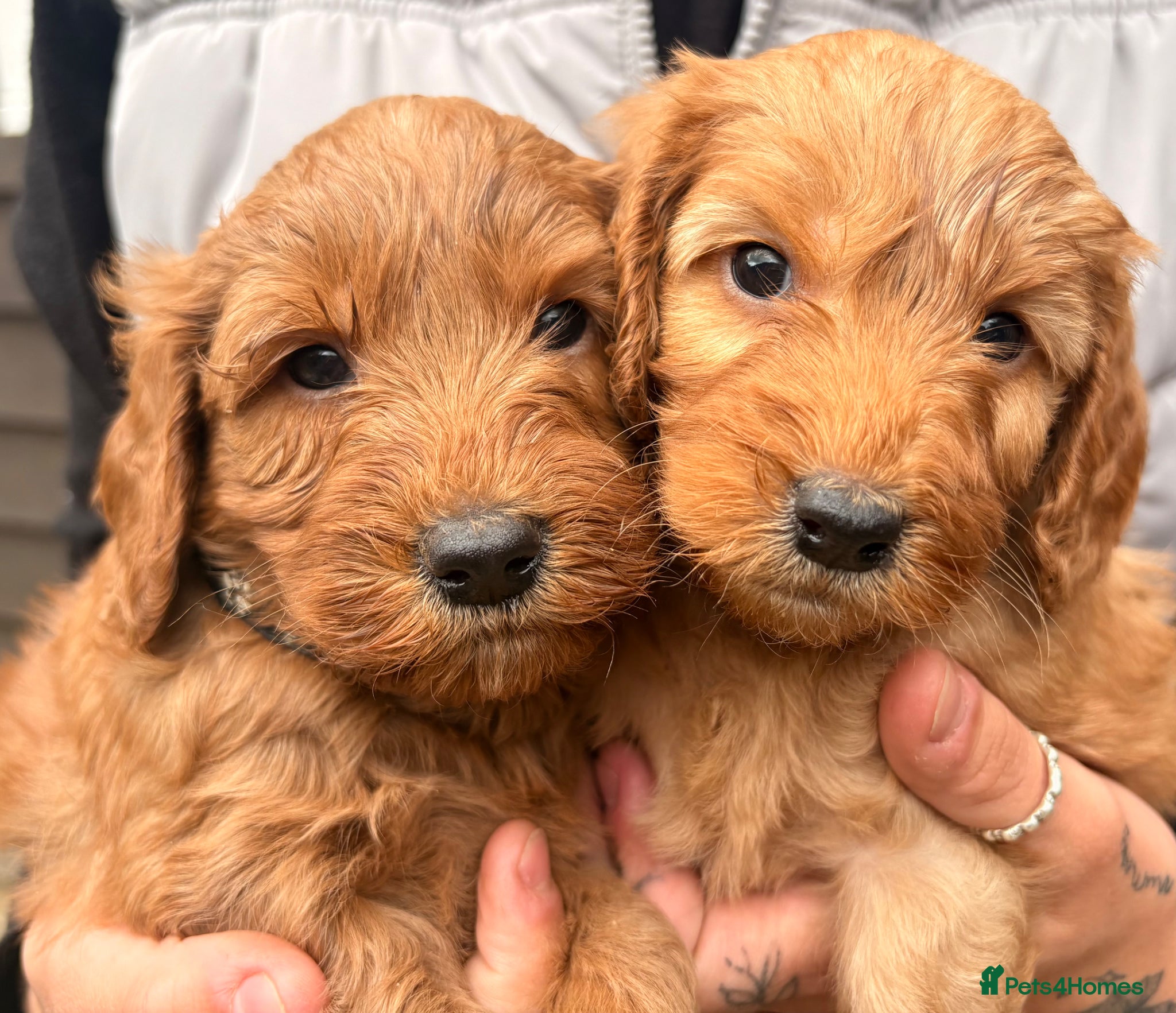Cockapoo dogs  Red F2b cockapoos  - Advert 16