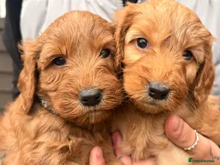 Cockapoo dogs Red F2b cockapoos - Advert 16