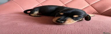 Miniature Dachshund Puppy 2