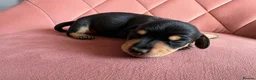Miniature Dachshund dogs for sale: ✨ Adorable Litter of Miniature Daschund Puppies - Advert 5
