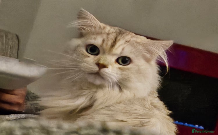 British Longhair cats - Advert 2