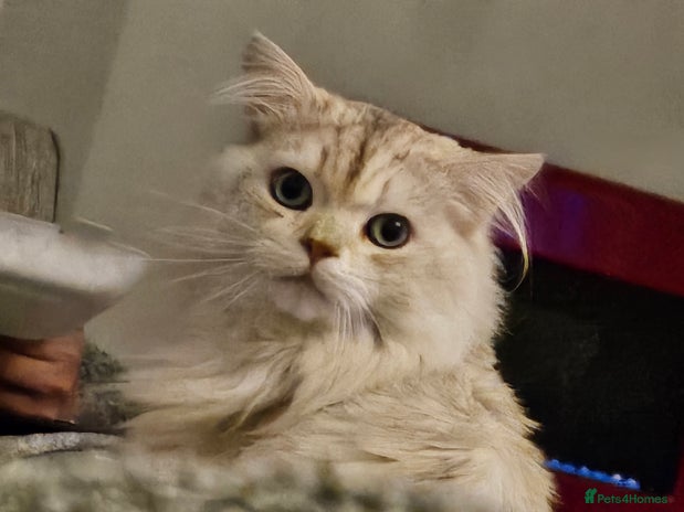 British Longhair cats - Advert 10