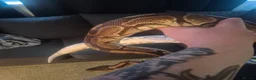 Python Snake reptiles for sale: Female royal with set up  - Advert 2