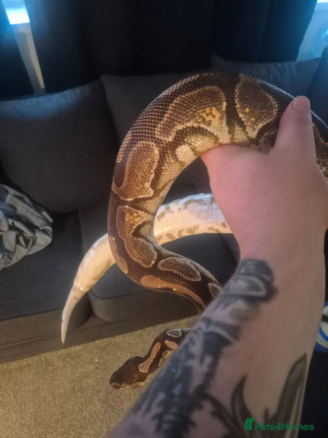 Python Snake reptiles for sale: Female royal with set up  - Advert 2