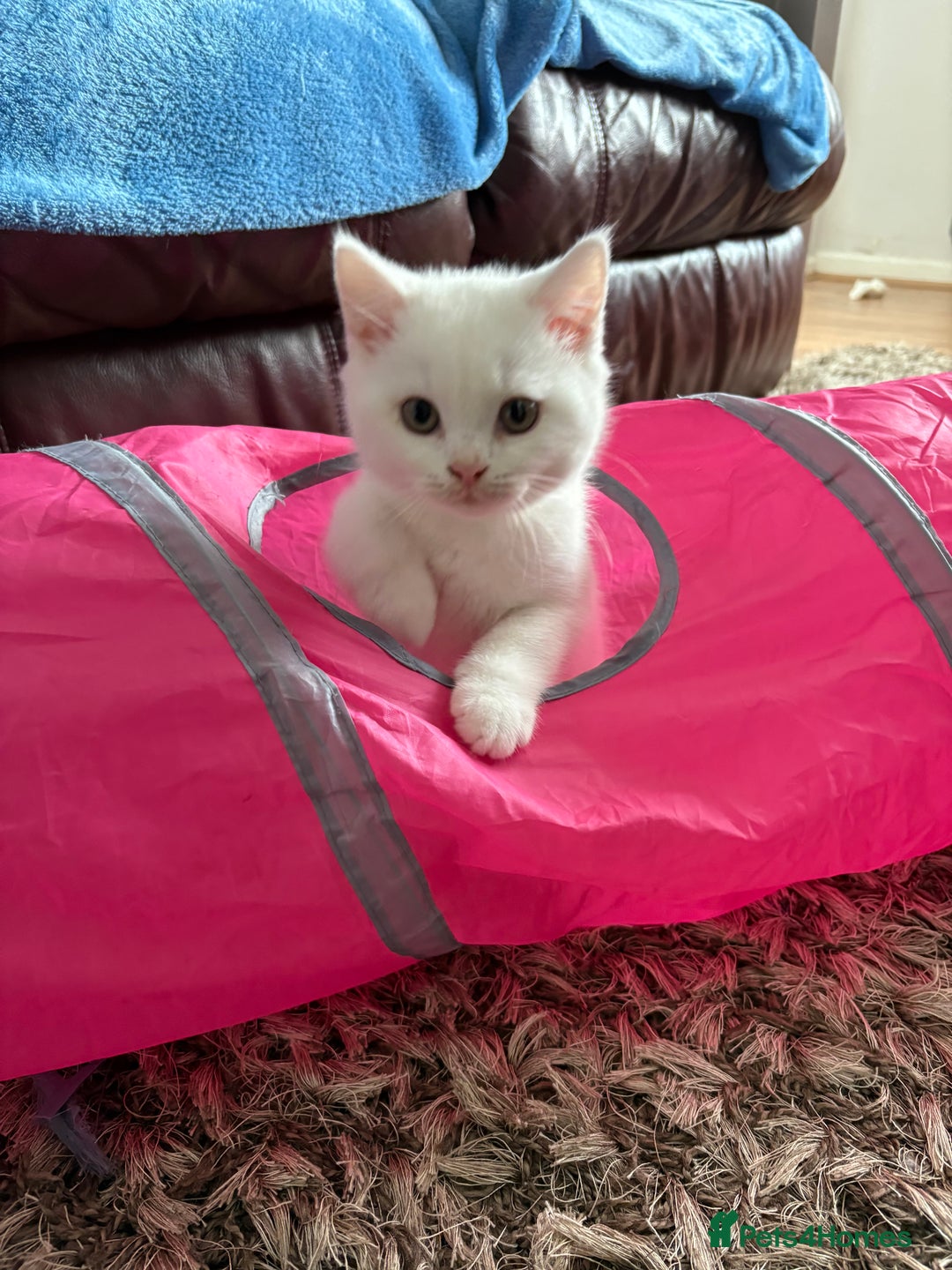 British Shorthair cats for sale: 2 british shorthair/longhair X Scottish fold boys  - Image 4