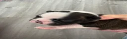 Boston Terrier dogs for sale: Five gorgeous puppies, looking for a forever home - Advert 6