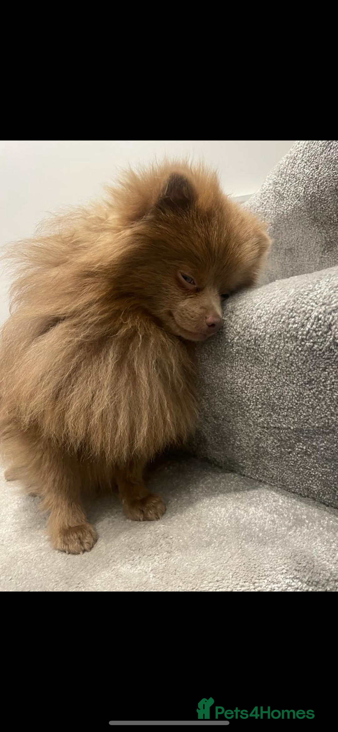 Pomeranian dogs for stud: Kai Kai lilac boy 💜  ( STUD ONLY ) (PROVEN)  in Liverpool - Advert 2