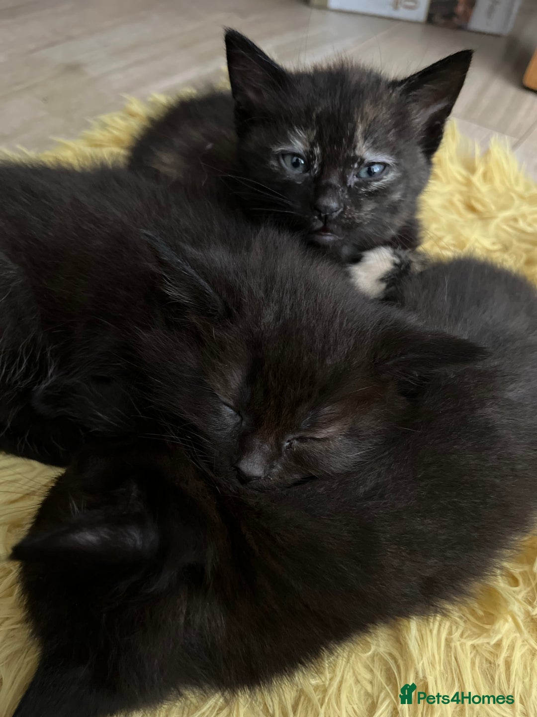 Mixed Breed cats for sale: Adorable friendly kittens - Image 3