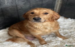 Golden Retriever dogs for sale: Beautiful litter of KC reg Golden Retriever pups  - Image 1