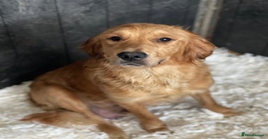 Golden Retriever dogs - Advert 12
