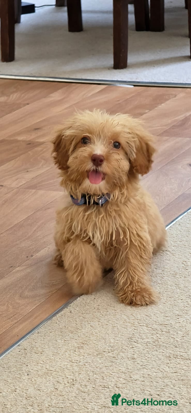 Cavapoo dogs Toy Cavapoo Puppy, Exceptionally Well Socialised - Advert 18