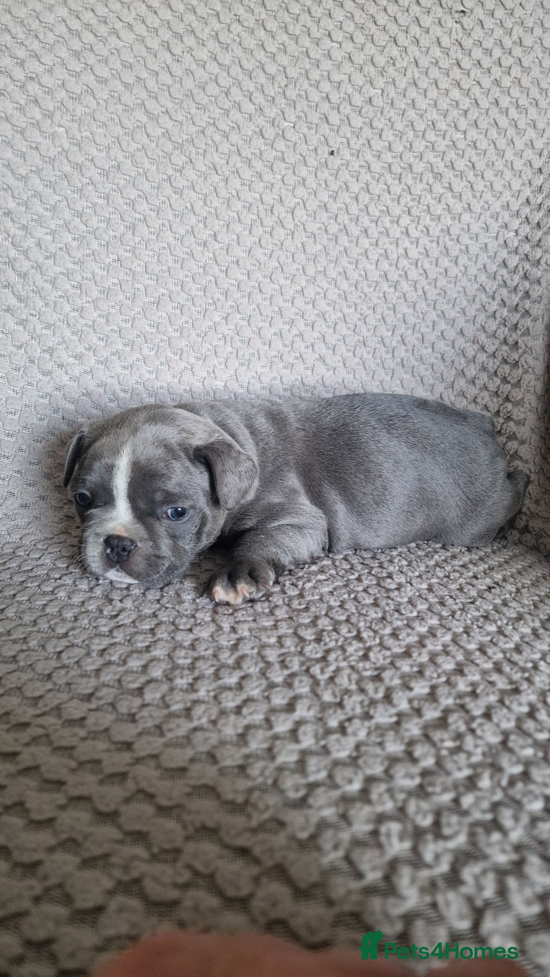 French Bulldog dogs for sale: French bulldog puppies  - Image 7