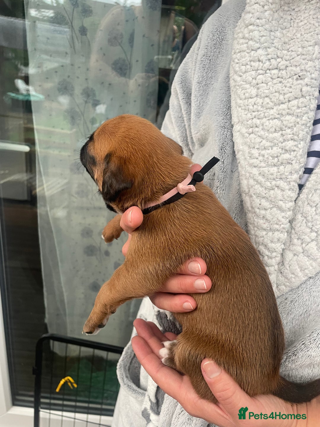 Boxer dogs for sale: Bunch of Boxer Babies - Image 28
