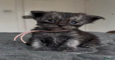 Maine Coon cats - Advert 9