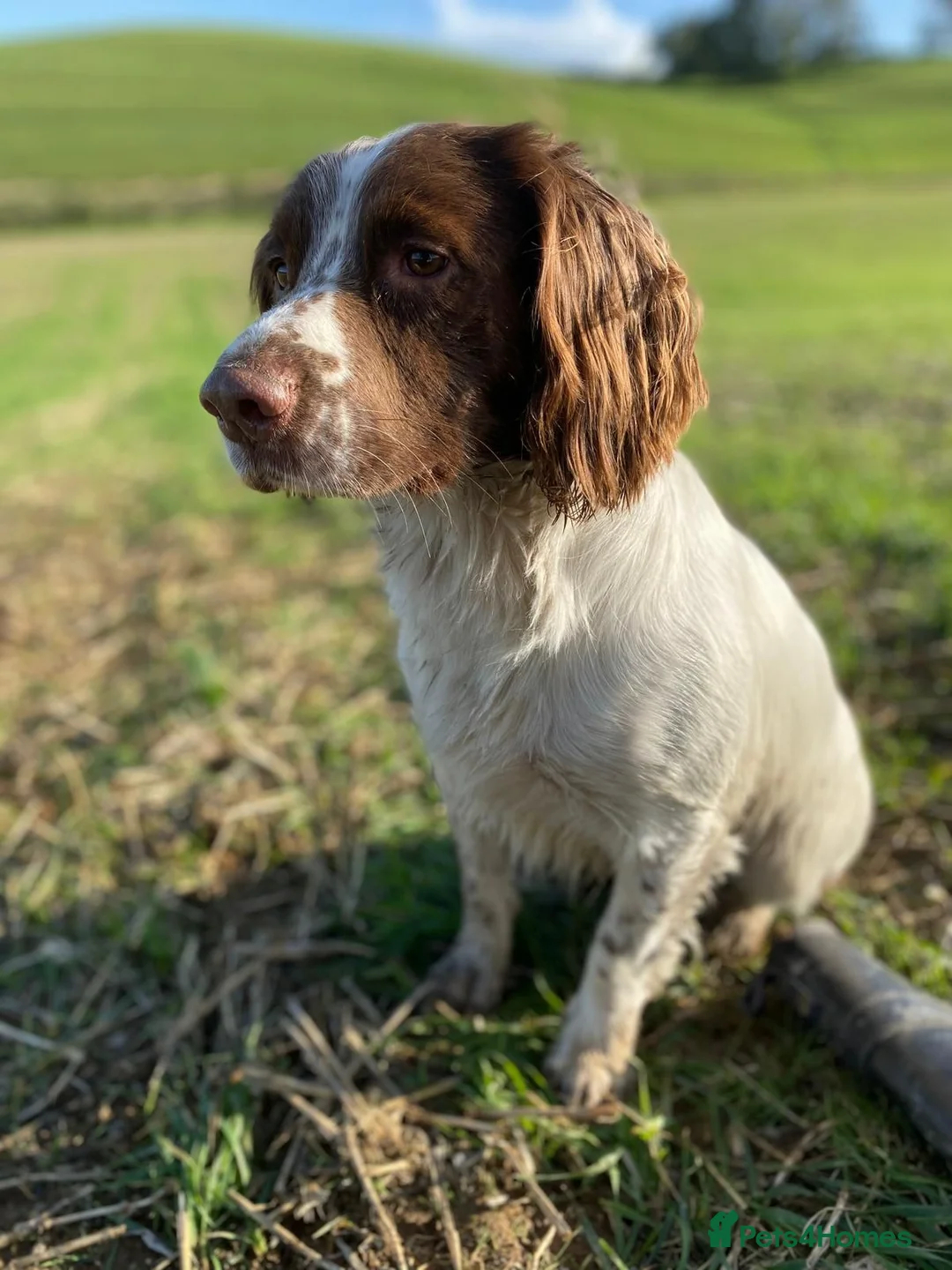 English Springer Spaniel dogs for sale: ​Working Springer Spaniel Bitches – Ready Soon!  - Advert 20