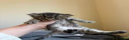 Mixed Breed cats for sale: 4 Kittens 2 white 2 Tabby - Advert 8