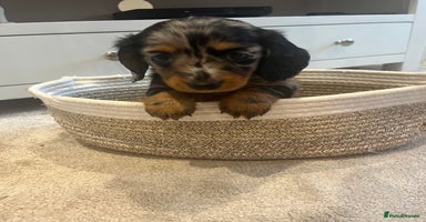 Miniature Dachshund dogs - Advert 6
