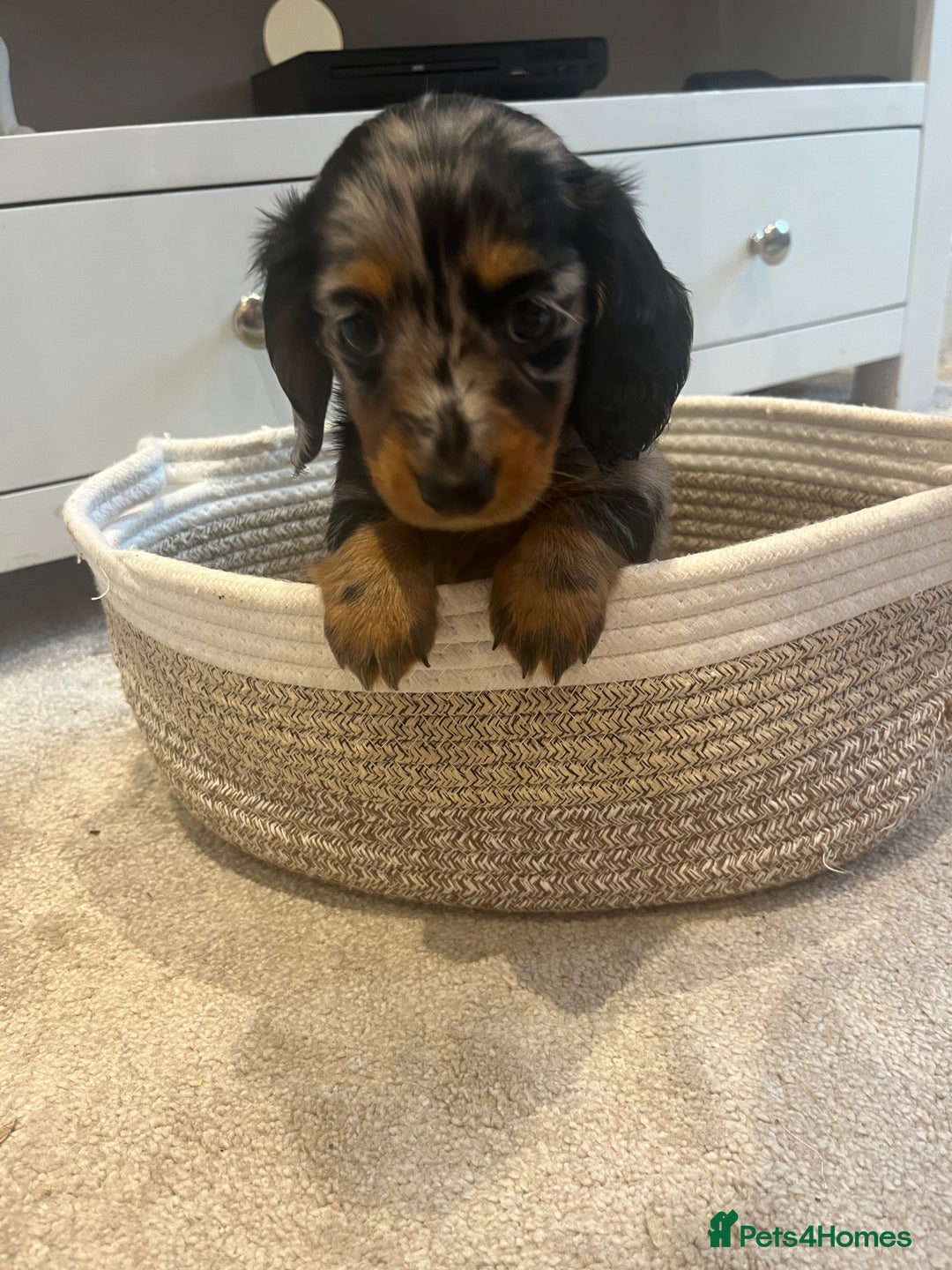 Miniature Dachshund dogs for sale: Beautiful miniature dachshunds L/H+S/H - Image 3