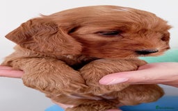 Cockapoo dogs for sale: Stunning F1 Red Miniature - Health Tested Parents - Image 19