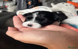 Mixed Breed dogs for sale: Maltese cross Chinese crested puppies for sale - Image 5