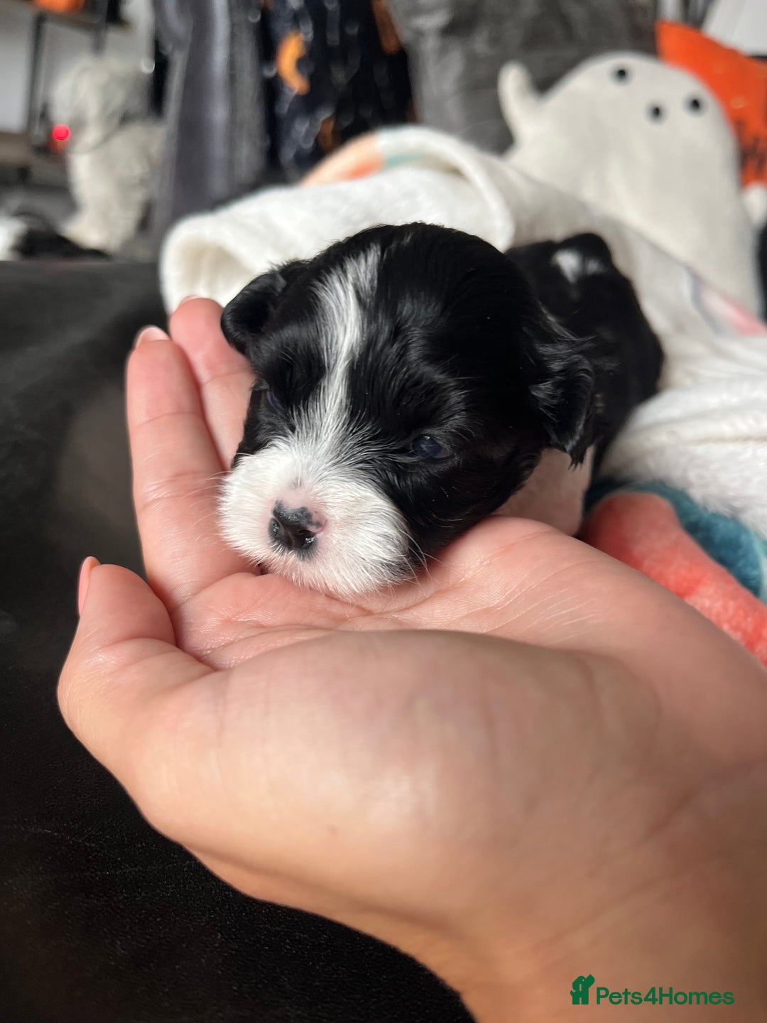 Mixed Breed dogs for sale: Maltese cross Chinese crested puppies for sale - Image 5