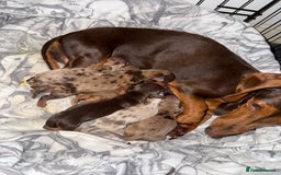 Miniature Dachshund dogs for sale: *ready to leave * Beautiful miniature dachshund  - Image 6