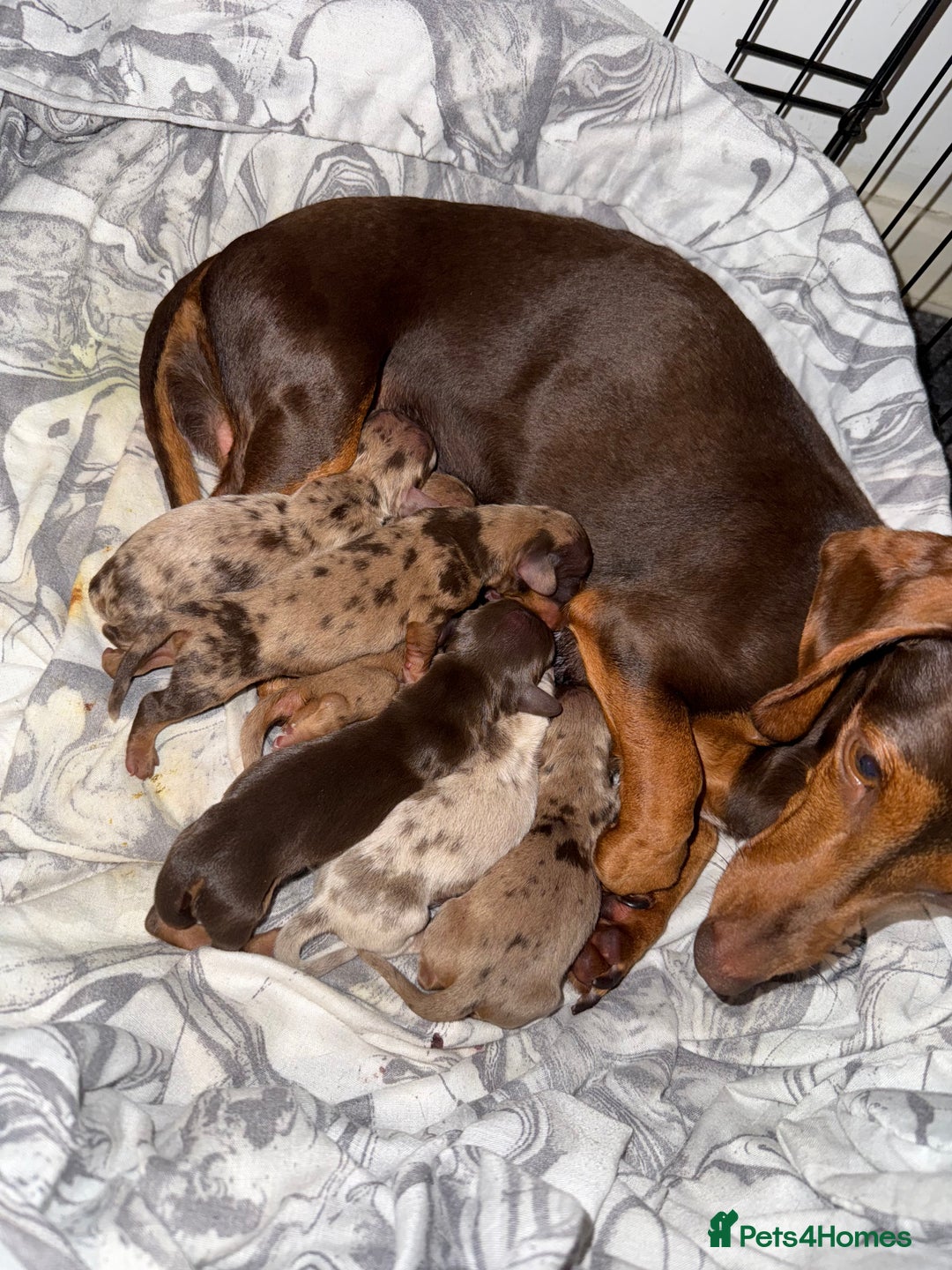 Miniature Dachshund dogs for sale: *ready to leave * Beautiful miniature dachshund  - Image 6