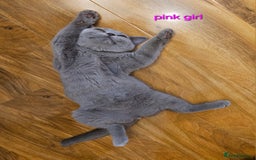 British Shorthair cats for sale: British Shorthair (last girl left) - Image 7