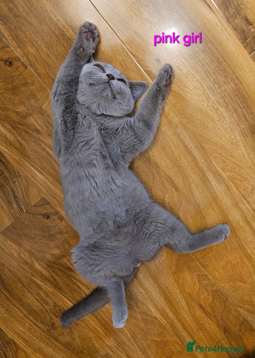 British Shorthair cats for sale: British Shorthair (last girl left) - Image 7