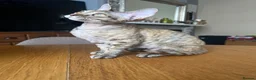 Devon Rex cats for sale: Our beautiful Devon Rex kittens are ready to move  - Advert 30