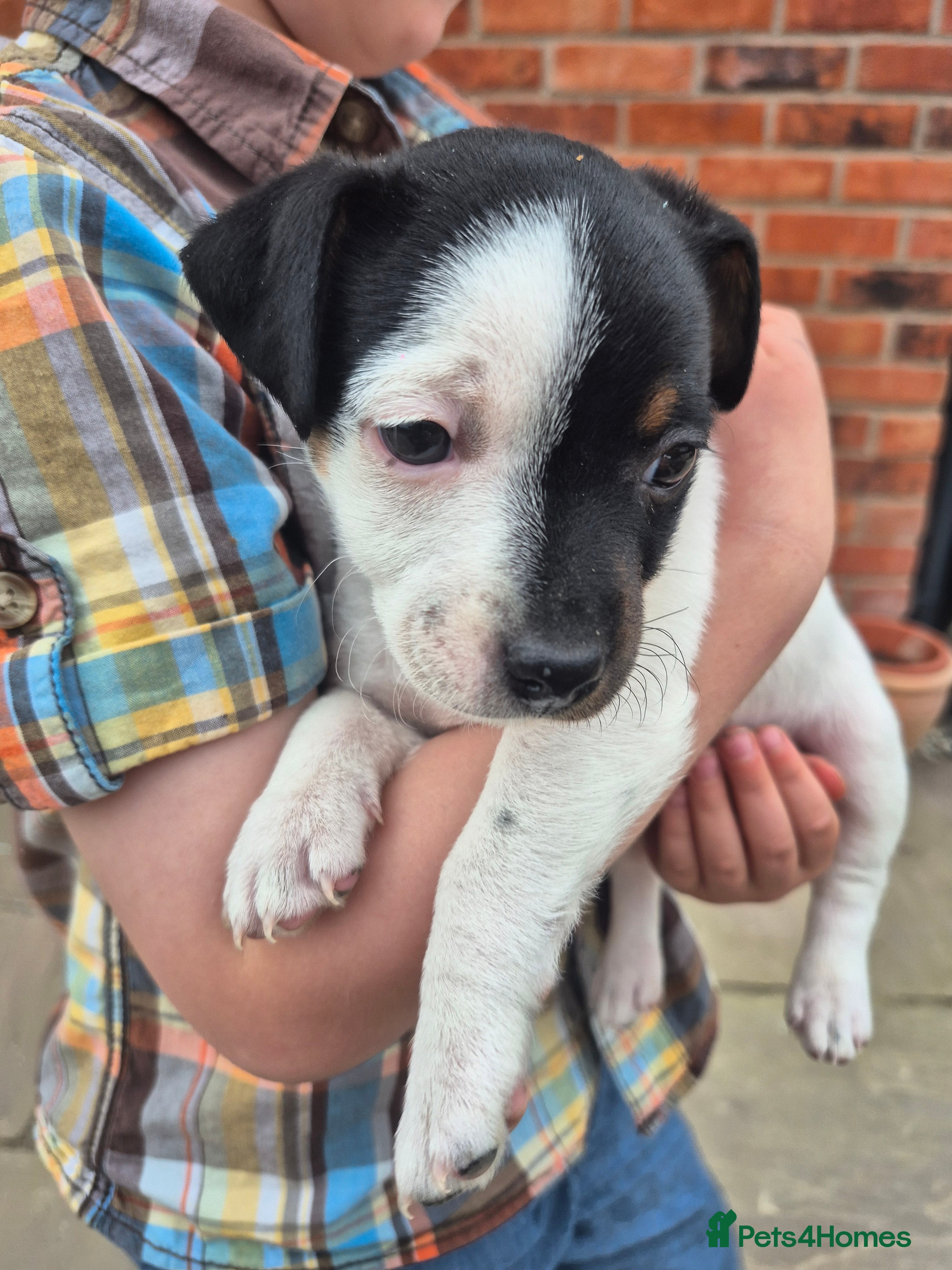 Jack Russell dogs Jack Russell puppies  - Advert 1