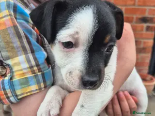 Jack Russell dogs Jack Russell puppies - Advert 7