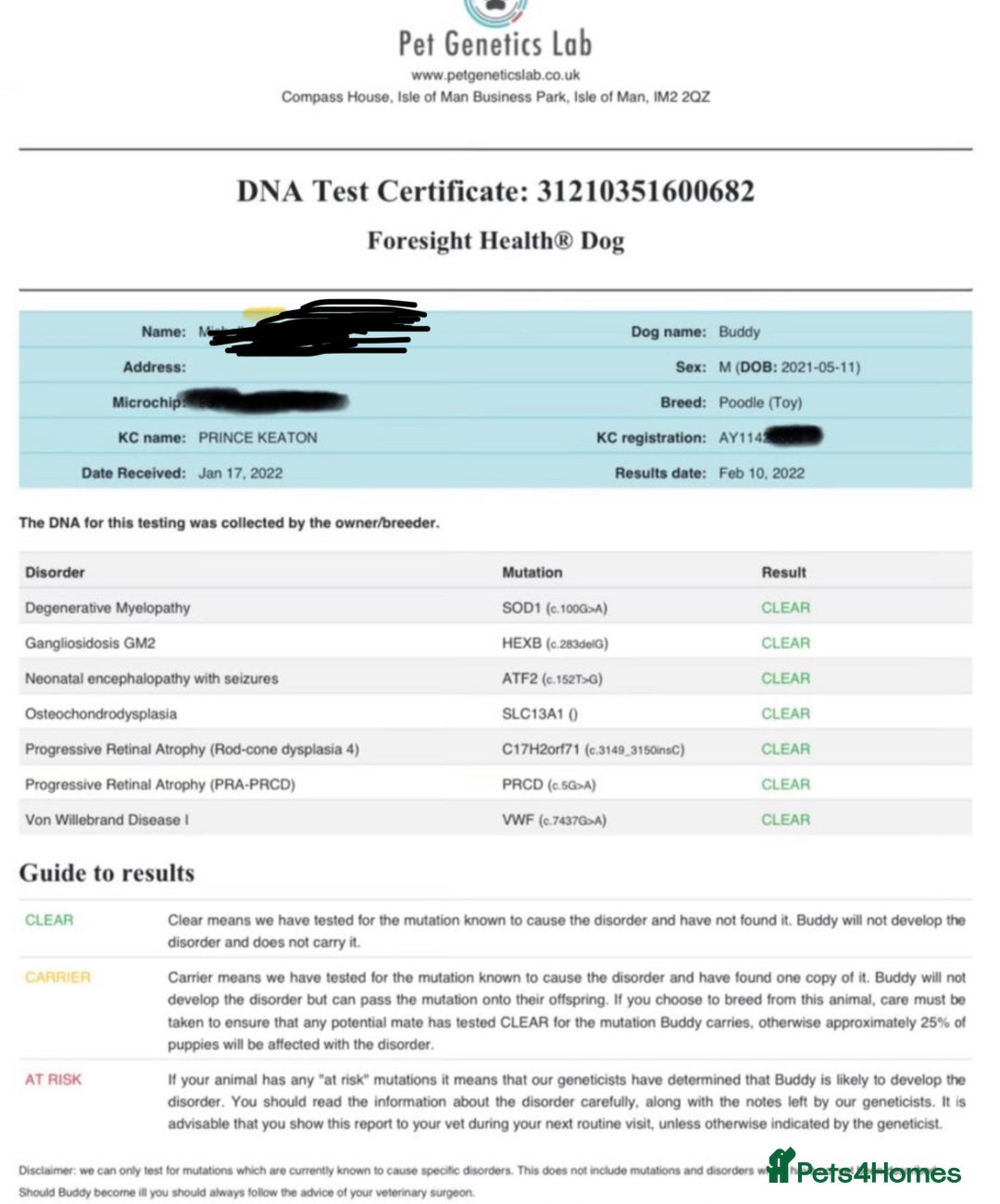 Cockapoo dogs for sale: f1 toy cockerpoo fox red dna tested  - Image 36
