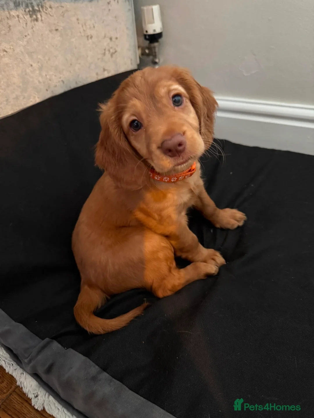 Cocker Spaniel dogs for sale: Cocker spaniels pups  in Wigan - Advert 1